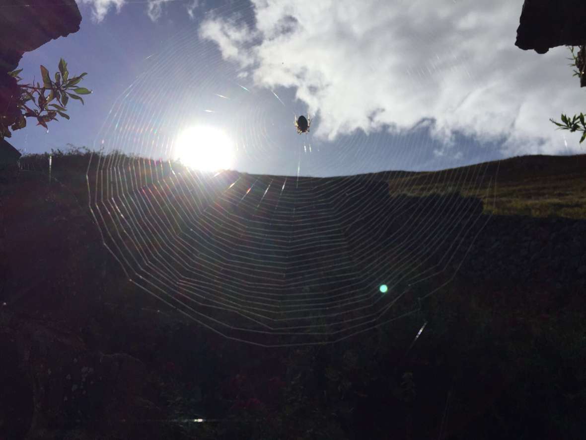 Spinnennetz mit Sonne und Huegel im Hintergrund