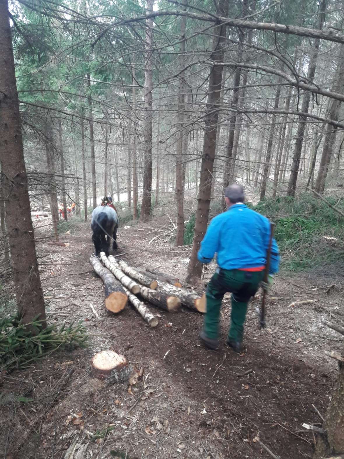 Das Holz wird aus dem Wald gebracht